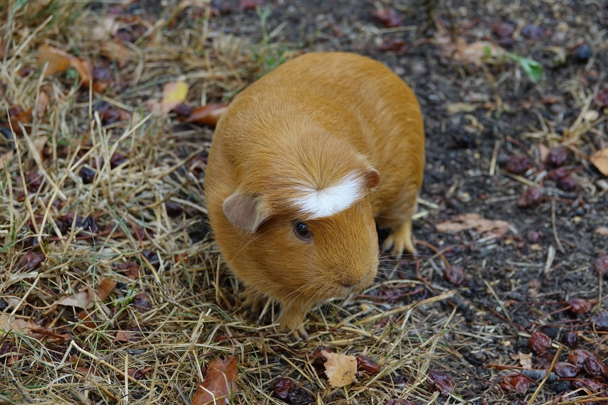 Brown and white guinea pig sitting on soft bedding