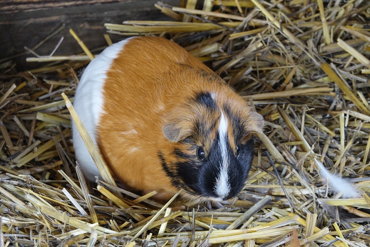 Guinea pig photo 2