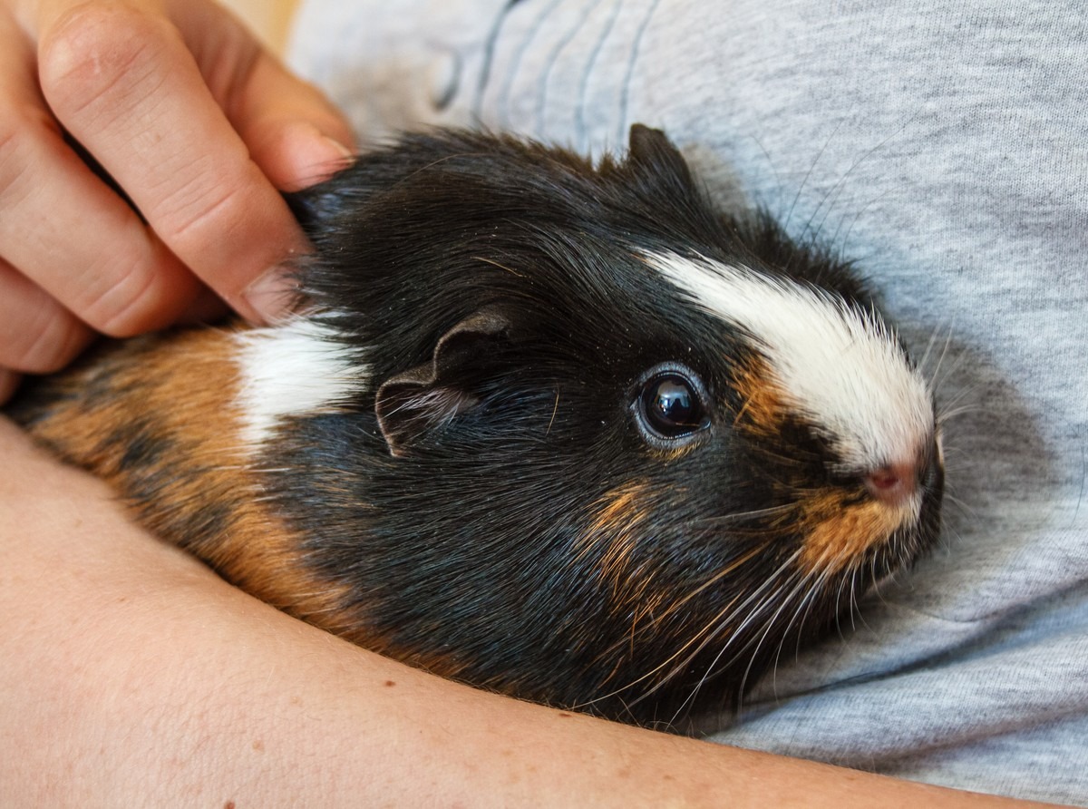 Guinea pig photo 3