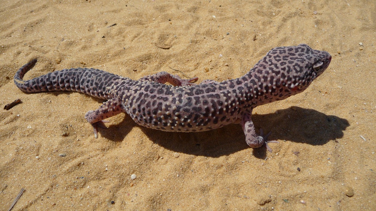 Leopard gecko resting on a rock with distinctive spotted pattern