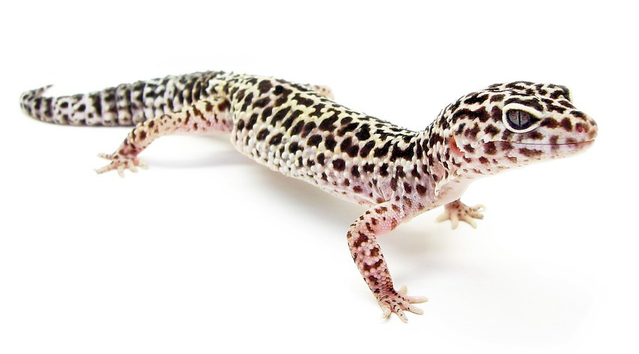 A well-designed leopard gecko terrarium with hides, water dish, and temperature gradient