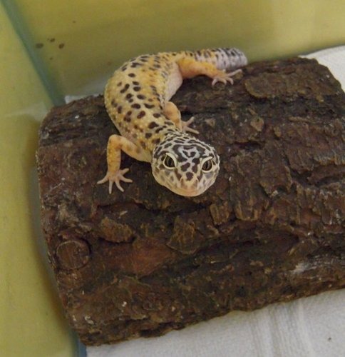 Leopard gecko eating a dusted cricket from feeding tongs