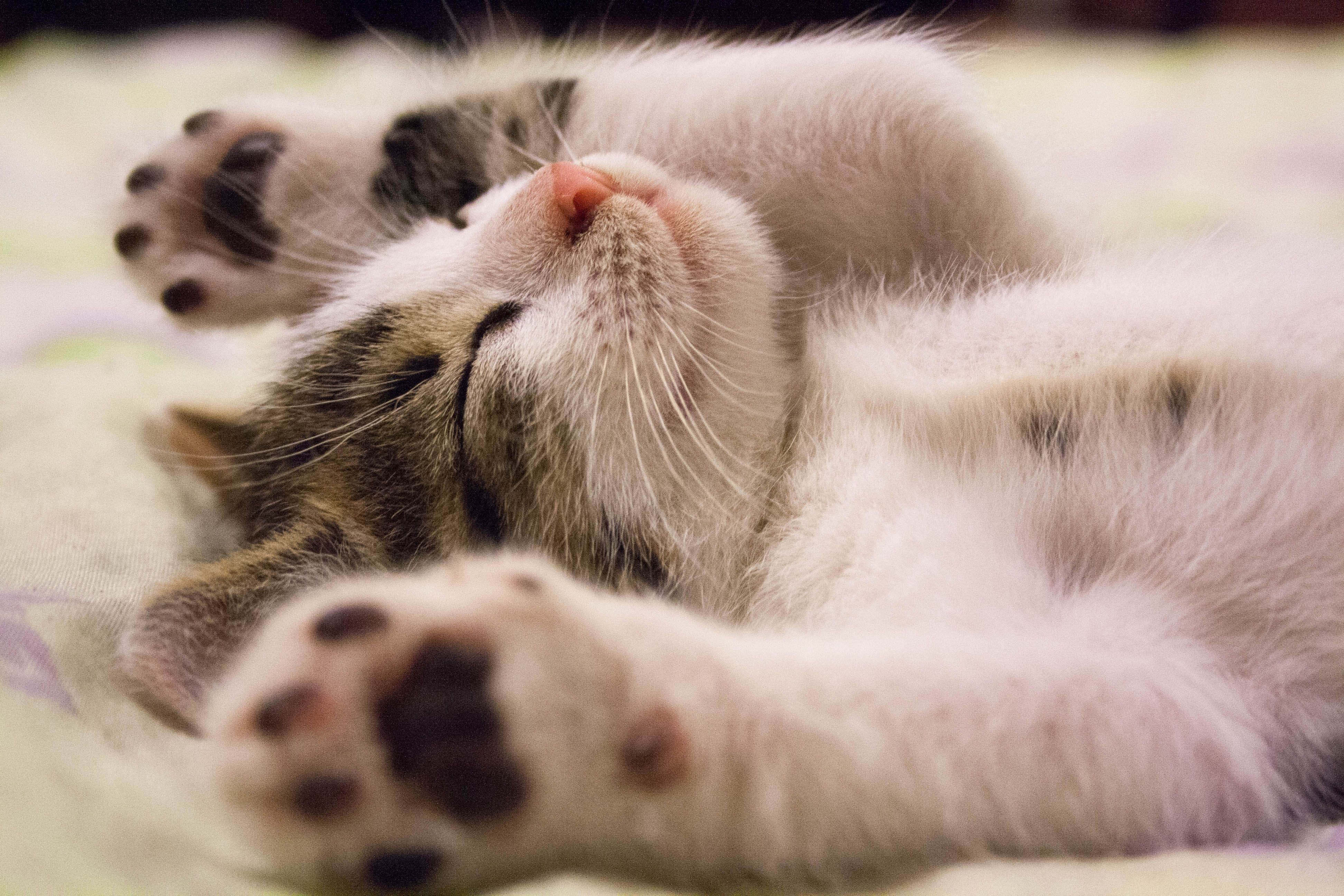 A cat purring while kneading a soft blanket, showing bonding behavior