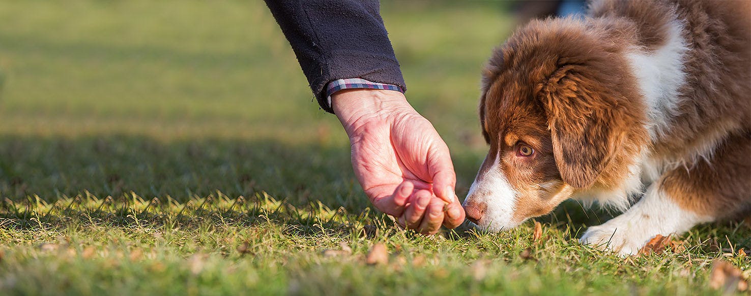 14 Ways to Stop an Australian Shepherd Puppy From Biting